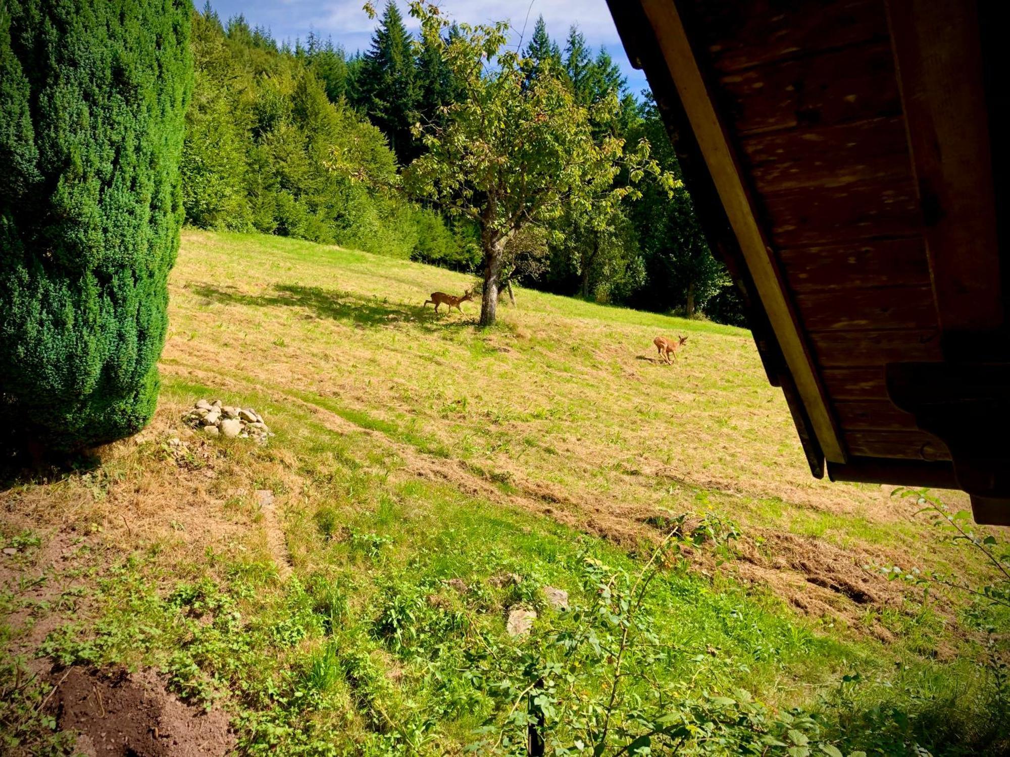 Ferien Im Schwarzwald Freiamt Otel Dış mekan fotoğraf